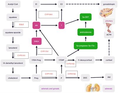 Diagnostic challenges and management advances in cytochrome P450 oxidoreductase deficiency, a rare form of congenital adrenal hyperplasia, with 46, XX karyotype